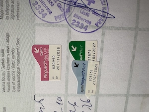 Eladó tacskó kis kutya  - kép 2