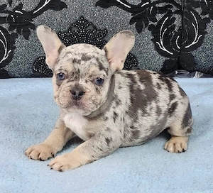 Francia bulldog kiskutyak - kép 2