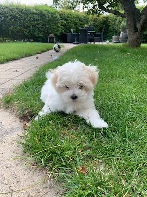 Maltipoo kölykök  - kép 3