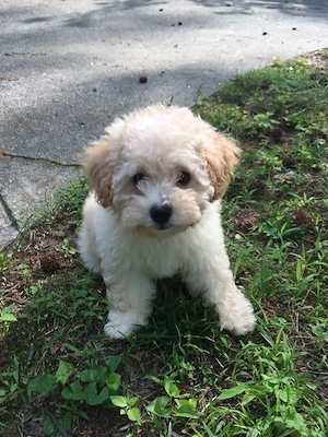 Maltipoo kölykök  - kép 2