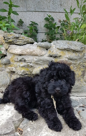 Maltipoo kölykök  - kép 4