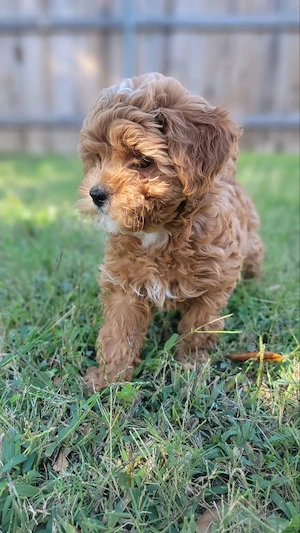 Maltipoo babák máshol szaladgálnának 