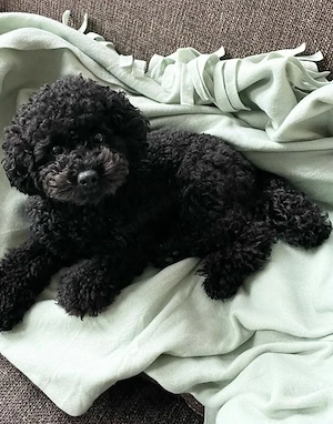 Maltipoo kölykök  - kép 5