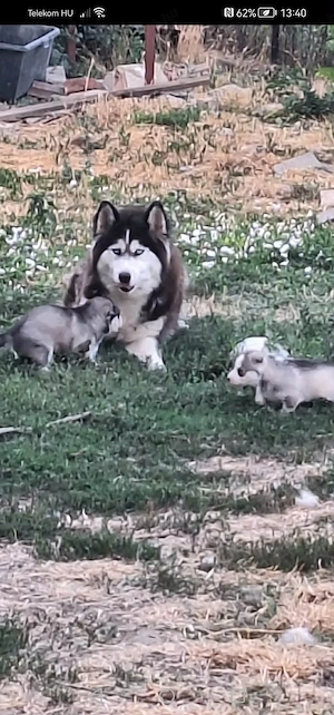 Fajtatiszta husky kiskutyák foglalhatok - kép 2