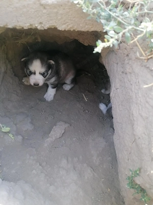 Fajtatiszta husky kiskutyák foglalhatok