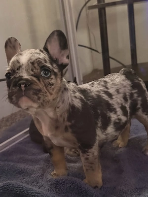 Francia bulldog kölykök  - kép 2