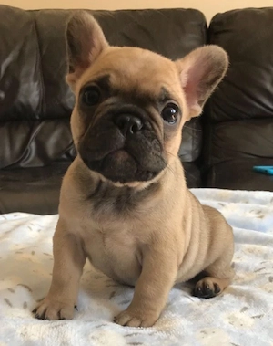 Francia bulldog kölykök  - kép 3