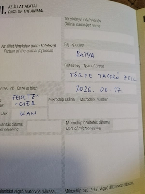 Gazdi, merre vagy? Itt várok rád! AZONNAL VIHETŐ VAGYOK!  - kép 2