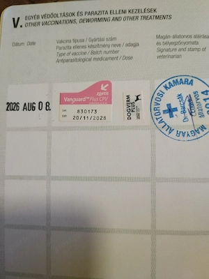 Gazdi, merre vagy? Itt várok rád! AZONNAL VIHETŐ VAGYOK!  - kép 4