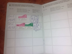 Törpetacskó kan kutya  - kép 3