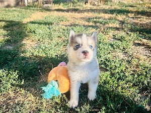 Husky babák - kép 2