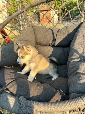 Husky babák - kép 3