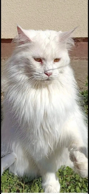 Törzskönyvezett maine coon nöstény cica 