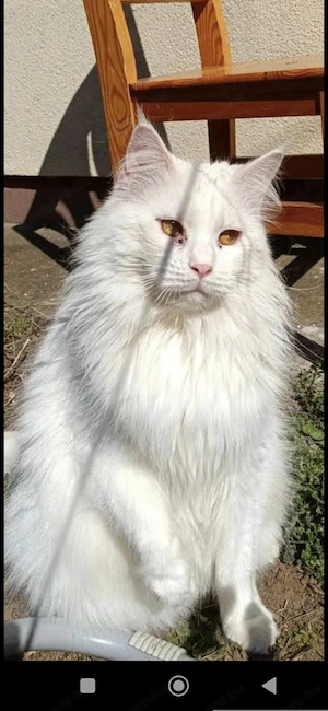 Törzskönyvezett maine coon nöstény cica  - kép 2