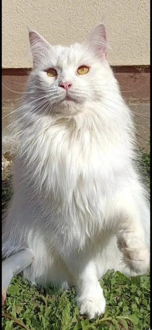 Törzskönyvezett maine coon nöstény cica  - kép 4