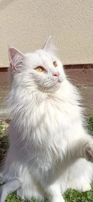 Törzskönyvezett maine coon nöstény cica  - kép 3