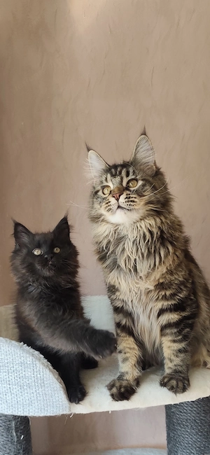Másfél éves fajtatiszta maine coon nöstény  - kép 4