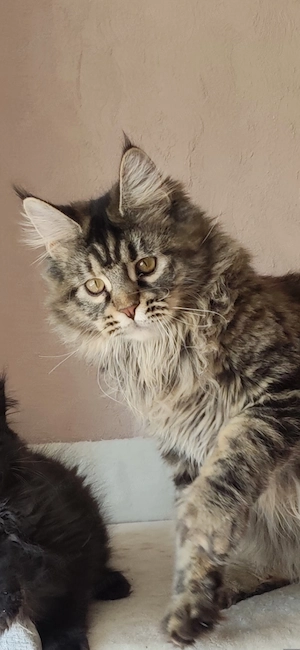Másfél éves fajtatiszta maine coon nöstény  - kép 3