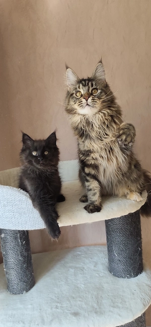 Másfél éves fajtatiszta maine coon nöstény  - kép 2