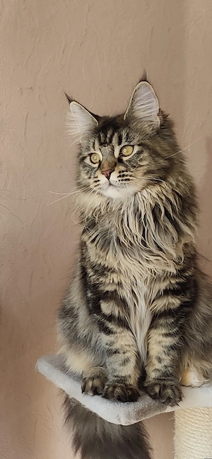 Másfél éves fajtatiszta maine coon nöstény  - kép 5