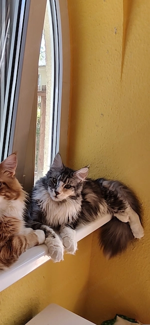 Másfél éves fajtatiszta maine coon kislány - kép 2