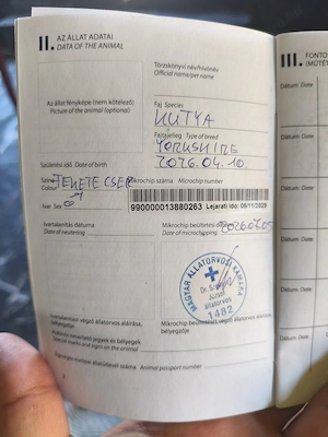Yorki kisfiú eladó  - kép 3