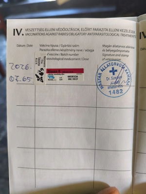 Yorki kisfiú eladó 