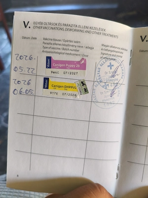 Yorki kisfiú eladó  - kép 2