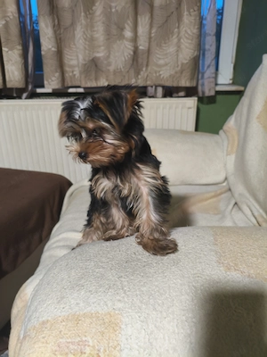 Yorki kisfiú eladó  - kép 4