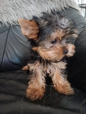 picike méretű yorkshire terrier ( yorki ) babák eladóak