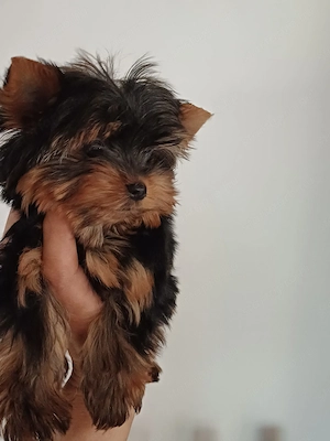 picike méretű yorkshire terrier ( yorki ) babák eladóak - kép 4