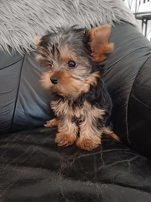picike méretű yorkshire terrier ( yorki ) babák eladóak - kép 2