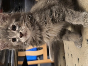 Maine coon kiscica  - kép 5