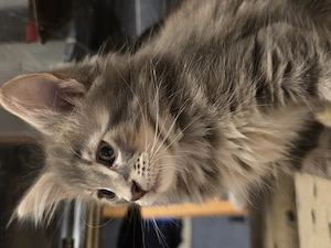 Maine coon kiscica  - kép 4