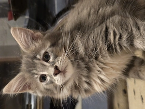 Maine coon kiscica  - kép 2