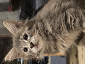 Maine coon kiscica  - kép 3