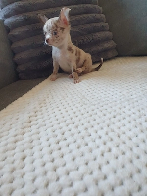 Mini csivava kislányok Csokoládé Merle  - kép 5