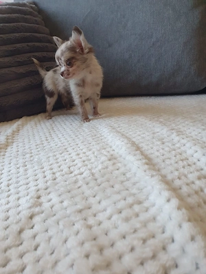 Mini csivava kislányok Csokoládé Merle  - kép 3