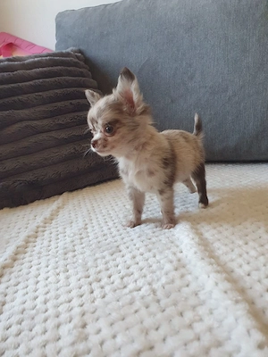 Mini csivava kislányok Csokoládé Merle  - kép 4