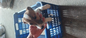 Eladó jack Russell kis kutyák  - kép 2