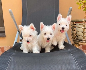 Westie kiskutyák