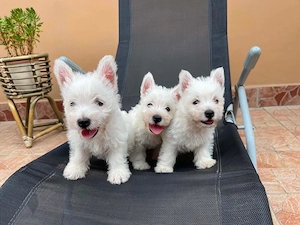 Westie kiskutyák - kép 2