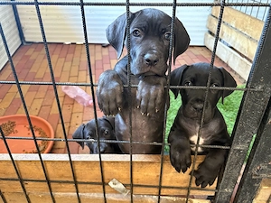 cane corso lanyok  - kép 2