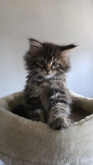 Maine coon kiscica