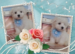 Mini Bichon Havanaese - kép 2