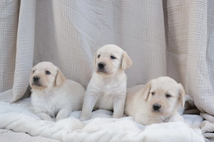 Gyönyörű Labradoodle kiskutyák szerető gazdit keresnek! - kép 3