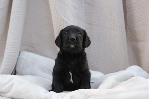 Gyönyörű Labradoodle kiskutyák szerető gazdit keresnek! - kép 2