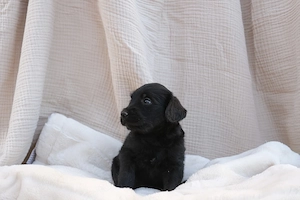 Gyönyörű Labradoodle kiskutyák szerető gazdit keresnek! - kép 4