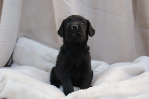 Gyönyörű Labradoodle kiskutyák szerető gazdit keresnek! - kép 5