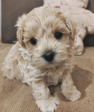 Maltipoo picike - kép 3